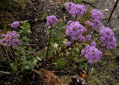 Pseudoselago verbenacea
