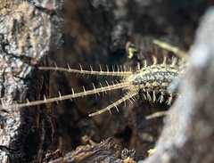 Ctenolepisma lineatum