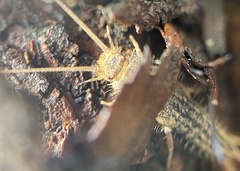 Ctenolepisma lineatum