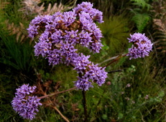 Pseudoselago verbenacea