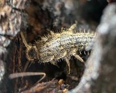 Ctenolepisma lineatum