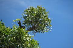Cussonia paniculata paniculata