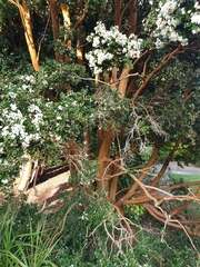 Luma apiculata