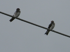 Petrochelidon fluvicola