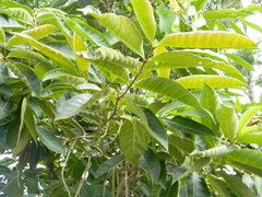 Holarrhena pubescens