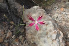 Dianthus bolusii
