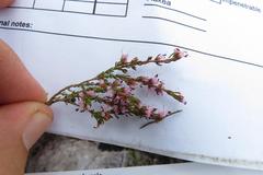 Erica uberiflora