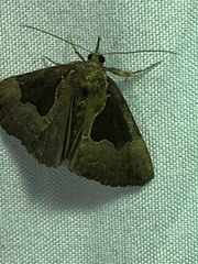 Hypena bijugalis