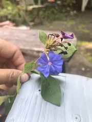 Ceratostigma plumbaginoides