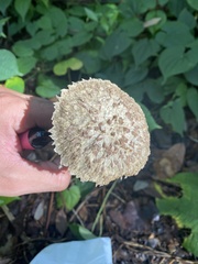 Boletellus ananas image
