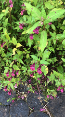 Impatiens glandulifera