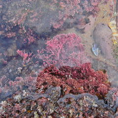 Arthrocardia flabellata