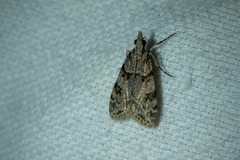 Scoparia palloralis