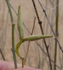 Gomphocarpus filiformis image