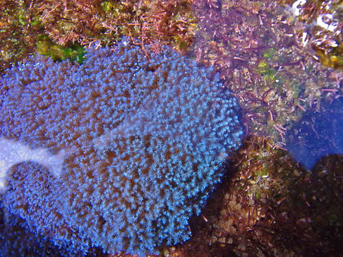 Sansibia Cora Blue Soft-Coral (Sansibia flava) · iNaturalist