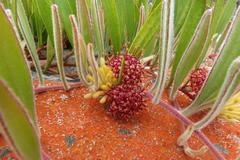 Leucospermum secundifolium