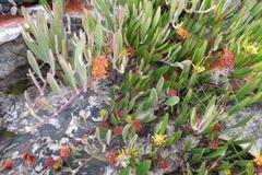 Leucospermum secundifolium