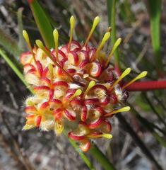 Leucospermum secundifolium