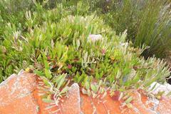 Leucospermum secundifolium