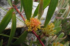 Leucospermum secundifolium