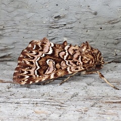 Callopistria granitosa