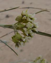 Gomphocarpus filiformis image