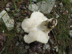 Russula consobrina