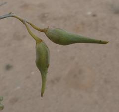 Gomphocarpus filiformis image