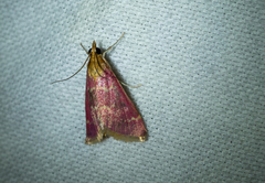 Pyrausta signatalis