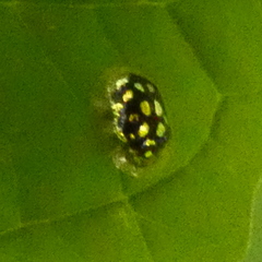 Plagiometriona microcera