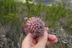Leucospermum wittebergense
