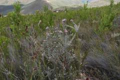 Leucospermum wittebergense