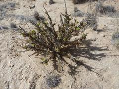 Jamesbrittenia maxii