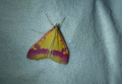 Pyrausta scurralis