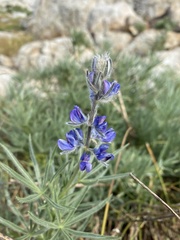 Lupinus covillei