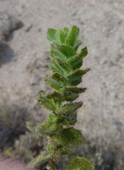 Jamesbrittenia maxii