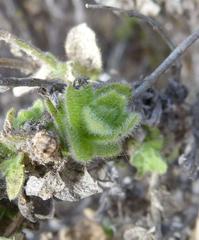 Jamesbrittenia maxii