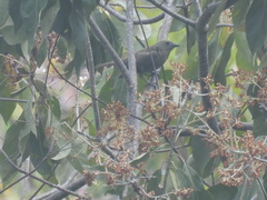 Thraupis palmarum image