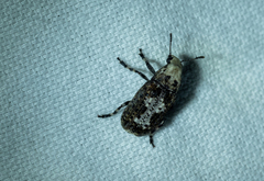 Euparius pictus