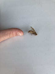 Sphecius