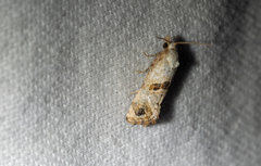 Platphalonidia felix
