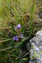 Gentianella campestris