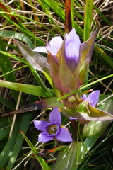 Gentianella campestris