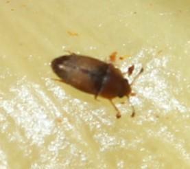 Pria cinerascens