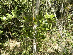 Canthium spinosum