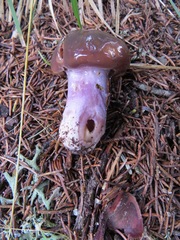 Cortinarius stillatitius
