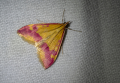 Pyrausta scurralis