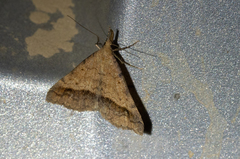 Phalaenophana extremalis