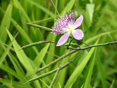 Cleome angulata