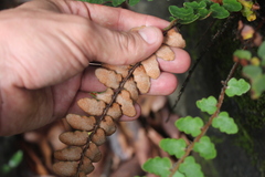 Astrolepis integerrima